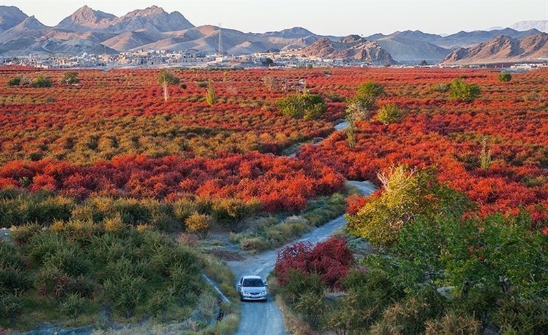 پاییز؛ فصل زرشک و زعفران در افین خراسان جنوبی