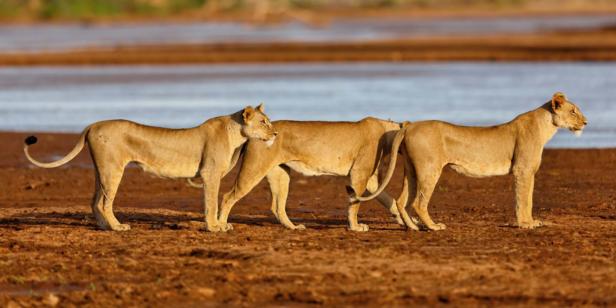 جامعه سافاری و حفاظت کنیا