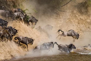 حیات وحش کنیا؛ راهنمای Big Five، زرافهها، گورخرها، پرندگان و سافاری