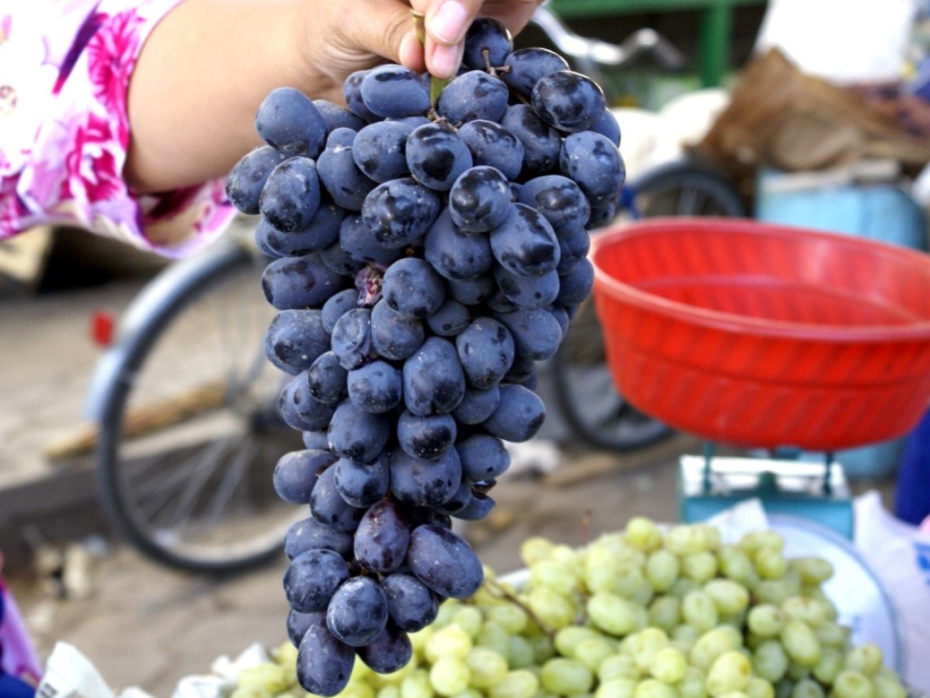 کشاورزی و دامداری در تاجیکستان