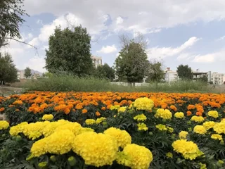 سفر یکروزه به محلات؛ راهنمای کامل دیدنیها، مسیر و برنامه سفر