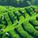مزرعه چای گیراگاما کندی (Giragama Tea Plantation Kandy)
